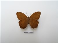 藏品(褐翅蔭眼蝶)的圖片